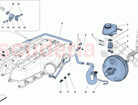 Photo of TUBER A DE LA V LVULA KAYSER AL…